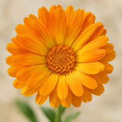 Calendula