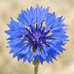 Cornflower