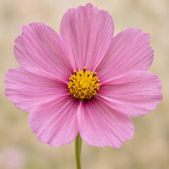 Pink Cosmos