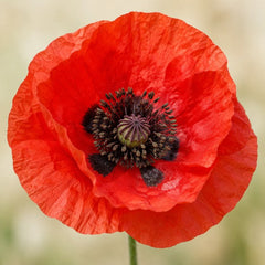 Wild Poppy