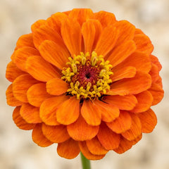 Zinnia